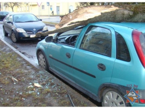 В Минске поваленные ветром деревья повредили авто (фото)